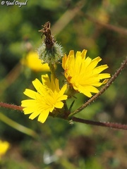 Picris rhagadioloides