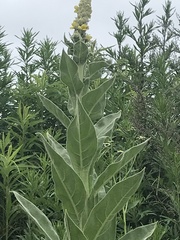 Verbascum thapsus