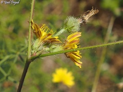 Picris rhagadioloides