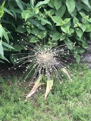 Allium schubertii