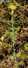 Klasea cerinthifolia