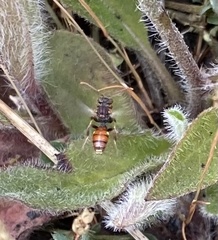 Nomada fabriciana