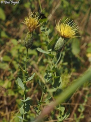 Klasea cerinthifolia