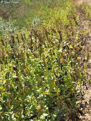 Klasea cerinthifolia