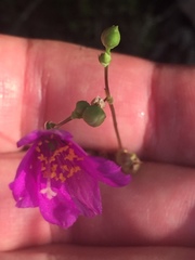 Phemeranthus calycinus