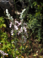 Teucrium creticum