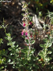 Teucrium divaricatum