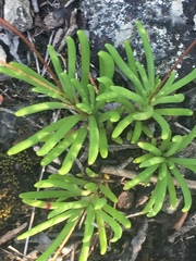 Phemeranthus calycinus