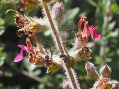 Teucrium divaricatum
