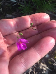 Phemeranthus calycinus