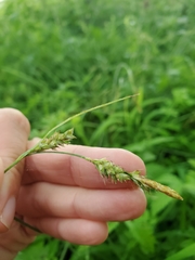 Carex hirtifolia