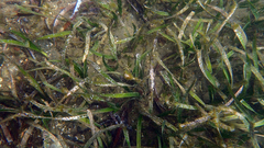 Posidonia australis