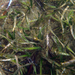 Posidonia australis - Photo (c) Pamela Melrose, μερικά δικαιώματα διατηρούνται (CC BY-NC), uploaded by Pamela Melrose