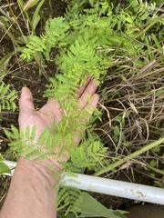 Desmanthus leptolobus