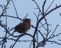 Erithacus rubecula