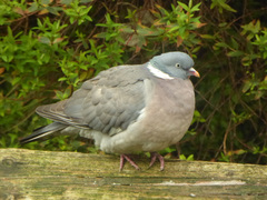 Columba palumbus