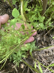 Desmanthus leptolobus