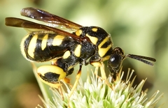 Leucospis intermedia