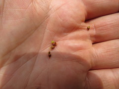 Rhynchospora recognita