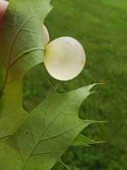 Amphibolips nubilipennis