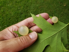 Amphibolips nubilipennis