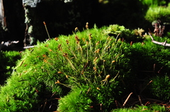 Dicranum howellii