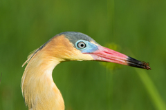 Whistling Heron photo 2
