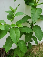 Phytolacca americana
