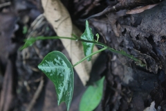 Passiflora megacoriacea