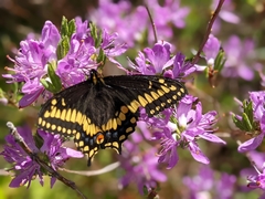 Papilio brevicauda