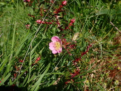 Rosa serafinii
