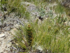 Veronica decumbens