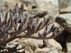Lignocarpa diversifolia