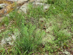 Liatris microcephala