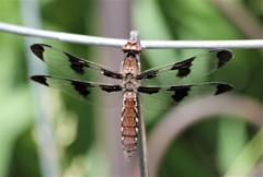 Plathemis lydia