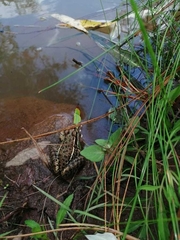Lithobates magnaocularis