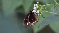 Euploea lewinii