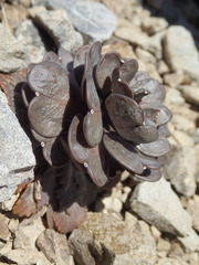 Notothlaspi rosulatum