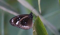 Euploea lewinii