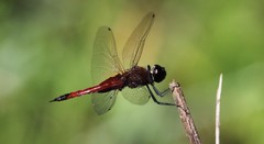 Tramea transmarina