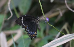 Papilio schmeltzi