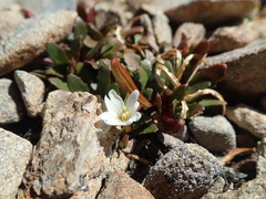 Epilobium margaretiae