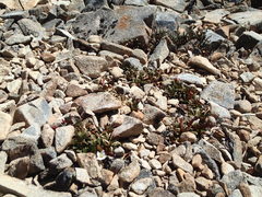 Epilobium margaretiae