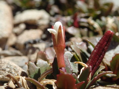 Epilobium margaretiae