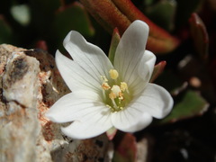 Epilobium margaretiae