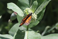 Danaus plexippus