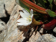 Epilobium margaretiae