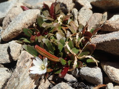Epilobium margaretiae
