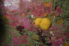 Cadlina willani