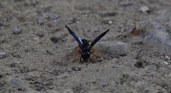 Anterhynchium rufipes